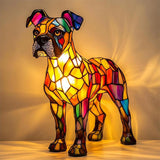 Boxer Splendid